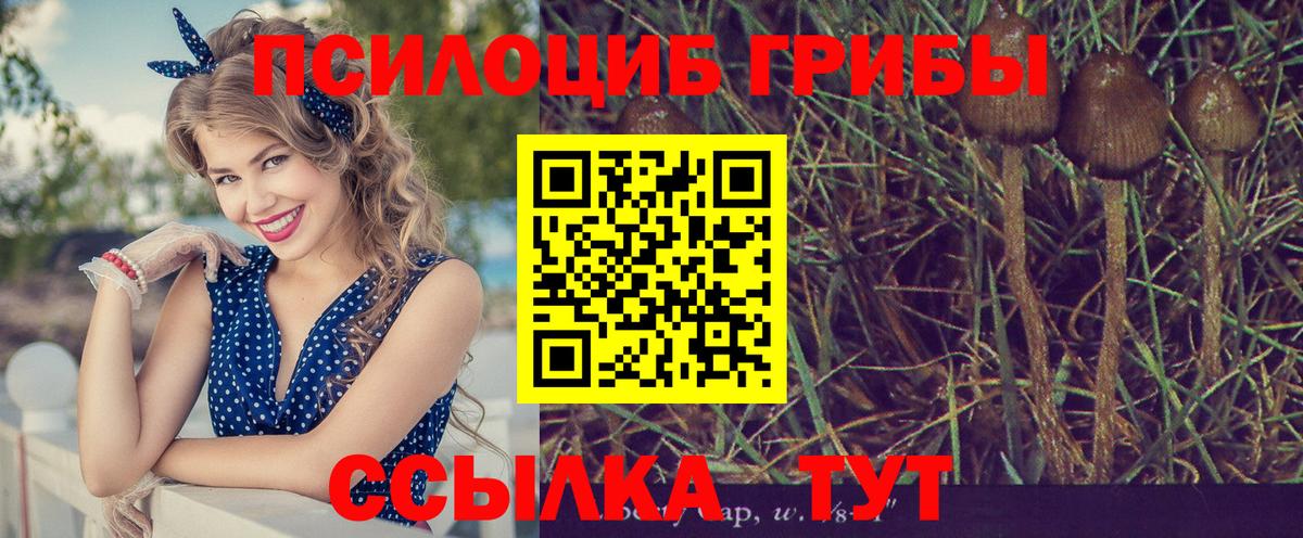 Псилоцибиновые грибы Psilocybe Кудрово